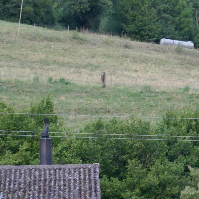 039_2 genau es sind Esel